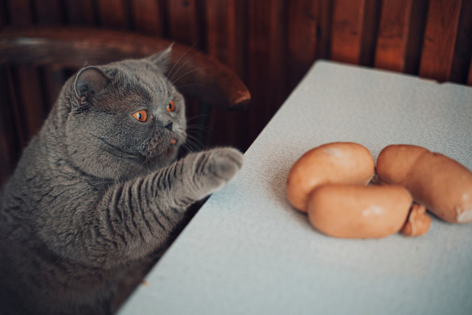 Kediler Sosis Yiyebilir mi? Sosis Vaka Senaryosu Nedir?