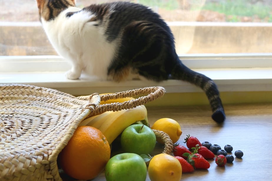 Can Cats Eat Mango? Is This Tropical Stone Fruit Safe For Cats?