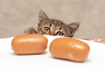 Can Cats Eat Sausage? What's The Wurst Case Scenario?