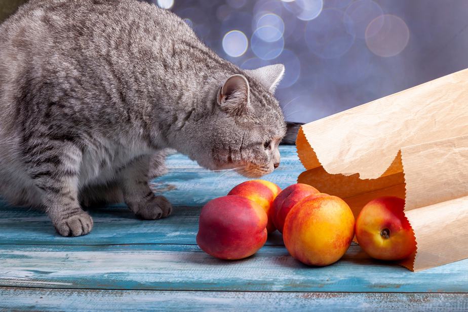 Kediler Nektarin Yiyebilir mi? Bu Pürüzsüz Kabuklu Meyveler Güvenli mi?