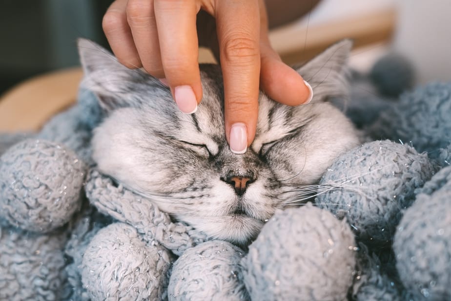 11 Actual Health Benefits Of Having A Cat (The Purr Is A Cure)
