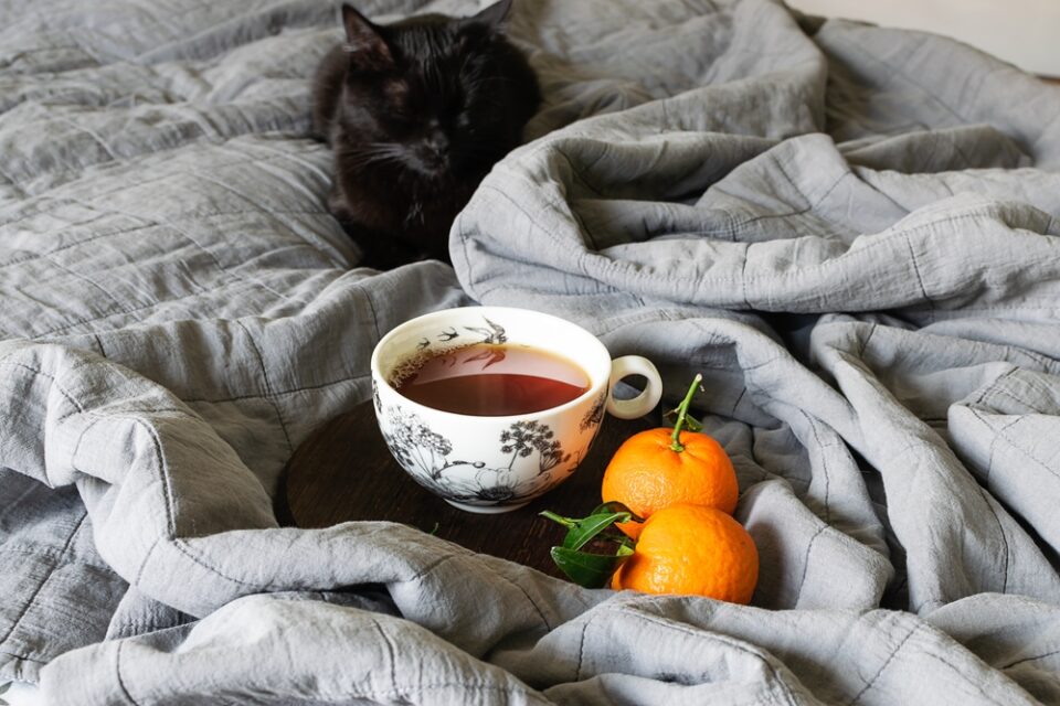 Can Cats Eat Tangerines? Should They Avoid Them By All Means?