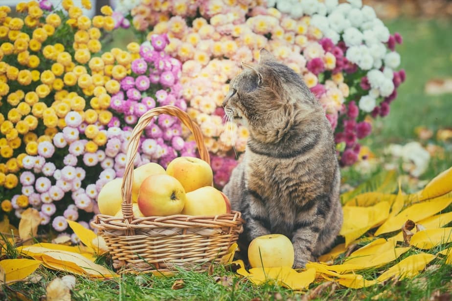 Kediler Elma Püresi Yiyebilir mi? Bilmeniz Gereken Her Şey!