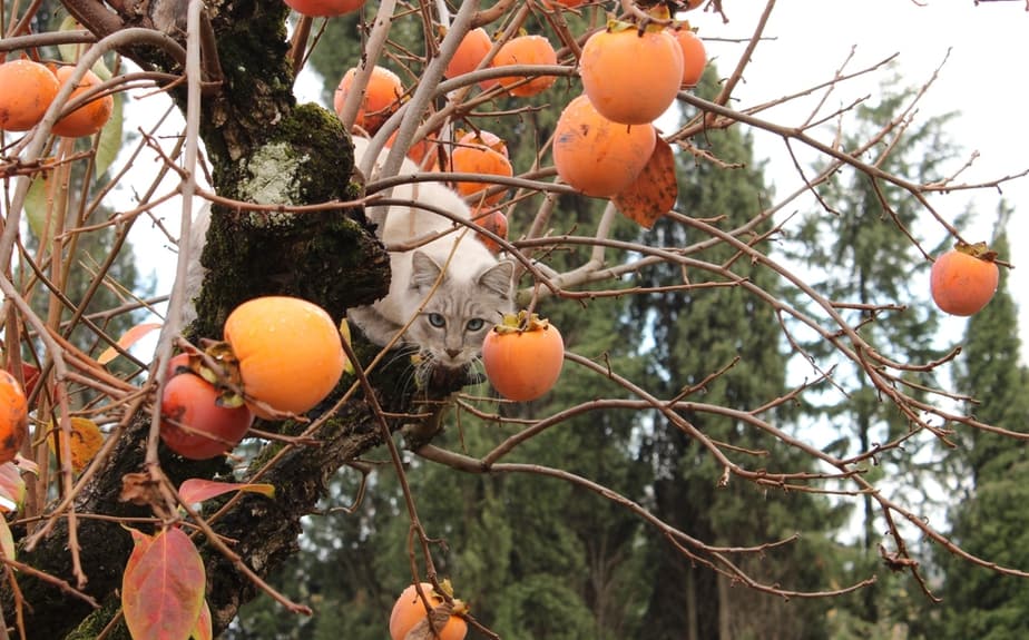 Can Cats Eat Persimmons? Dos And Don'ts Of This Delicious Fruit