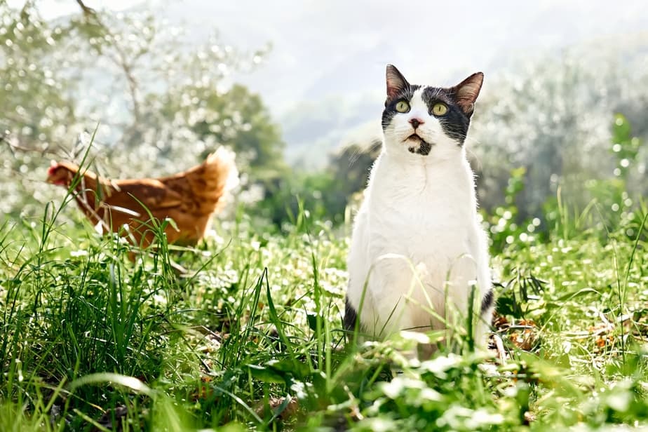 Can Cats Eat Rotisserie Chicken? Should They Chicken Out Or Not?