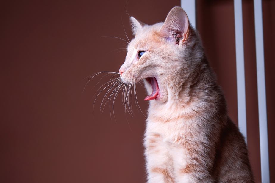 Can Cats Eat Jackfruit? Do You Know Jack About This Fruit?