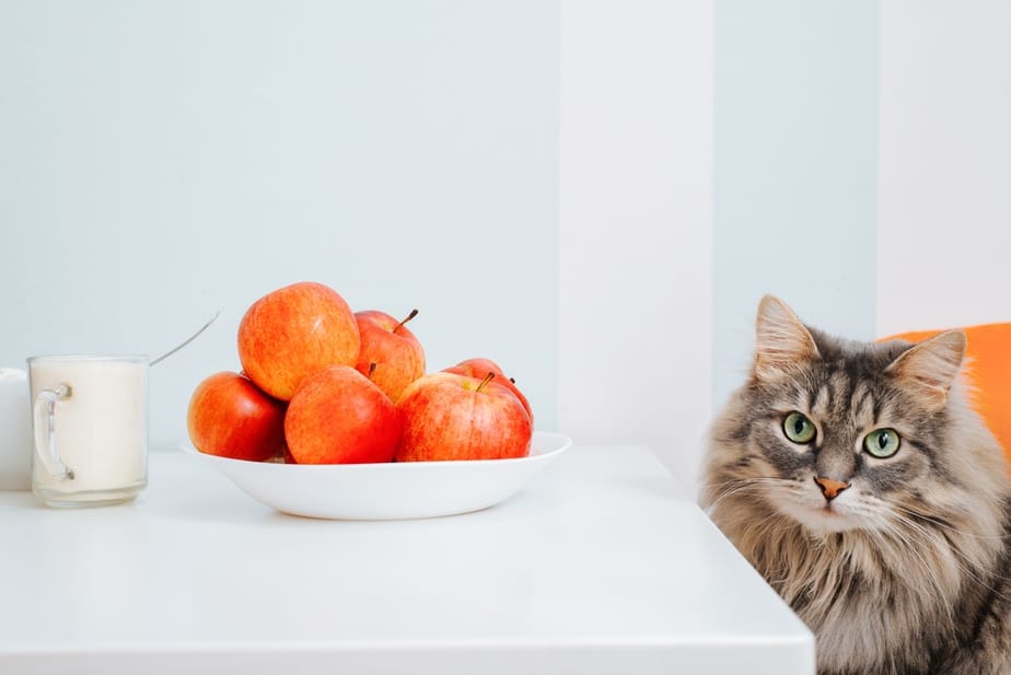 Can Cats Eat Applesauce? 3 Risks You Need To Know About