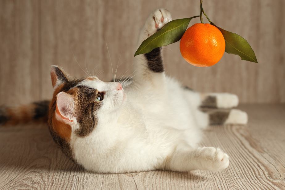 Can Cats Eat Tangerines? Should They Avoid Them By All Means?