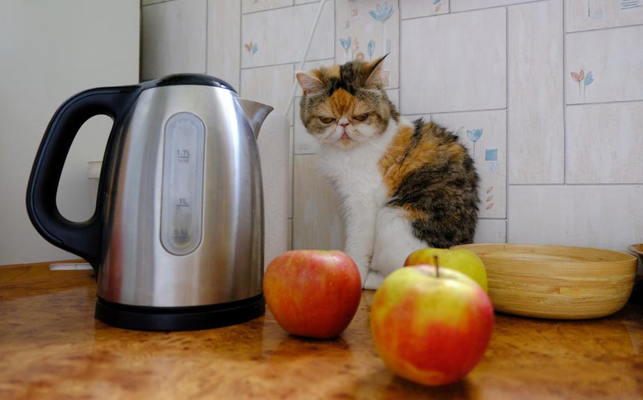 Can Cats Eat Applesauce? Everything You Need To Know!