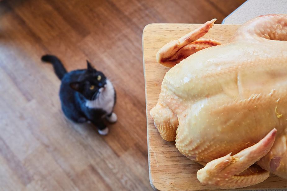 Can Cats Eat Rotisserie Chicken? Should They Chicken Out Or Not?