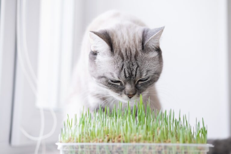 Can Cats Eat Bean Sprouts? Purrfect Greens For Your Picky Eater?