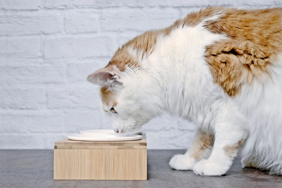 Can Cats Eat Crackers? Crack The Code And Find Out!