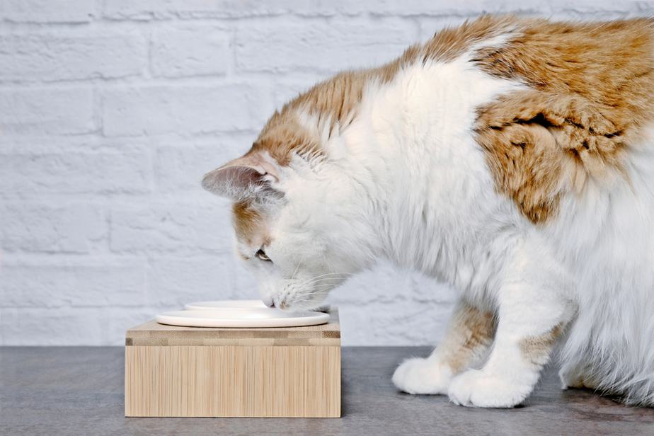 Can Cats Eat Crackers? Crack The Code And Find Out!
