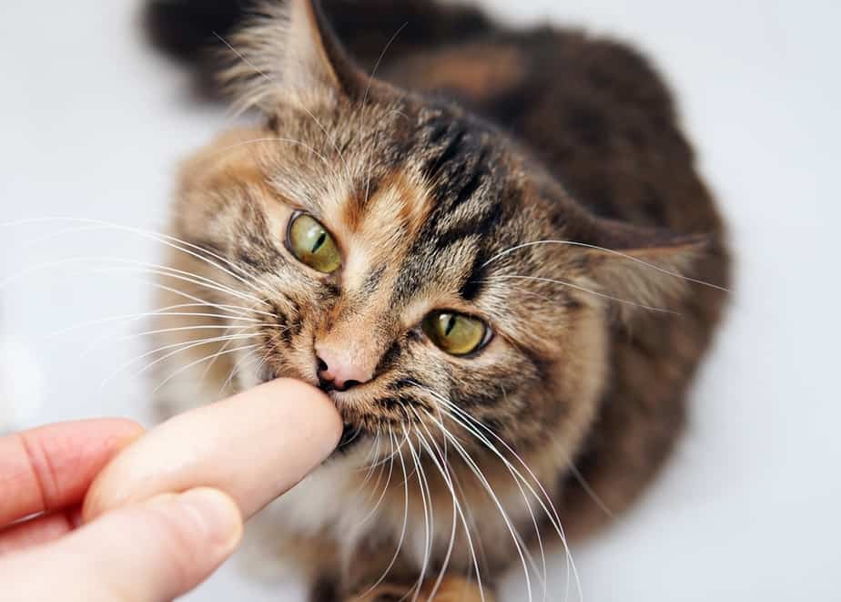 Kediler Sosis Yiyebilir mi? Sosis Vaka Senaryosu Nedir?