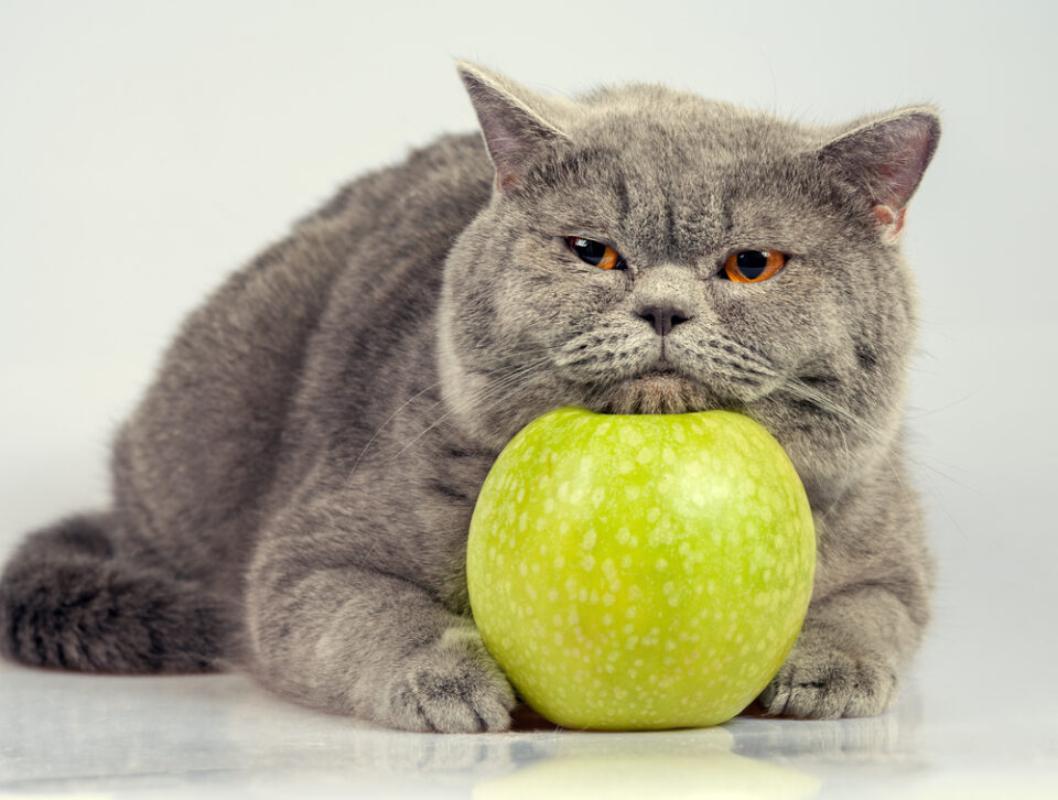 Can Cats Eat Applesauce? 3 Risks You Need To Know About