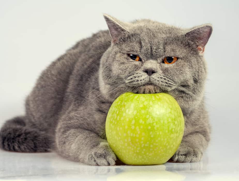 Kediler Elma Püresi Yiyebilir mi? Bilmeniz Gereken Her Şey!