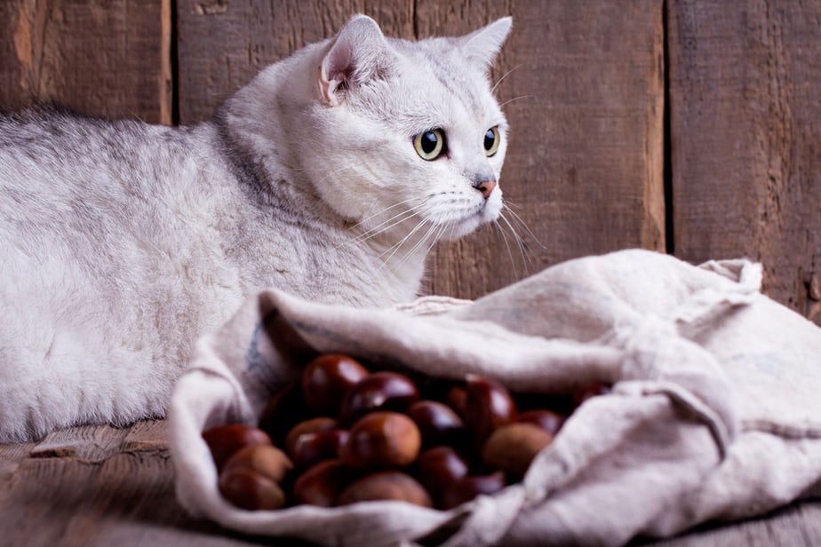 Kediler Kestane Yiyebilir mi? Bu Lezzetli İkram İçin Çıldırıyorlar mı?