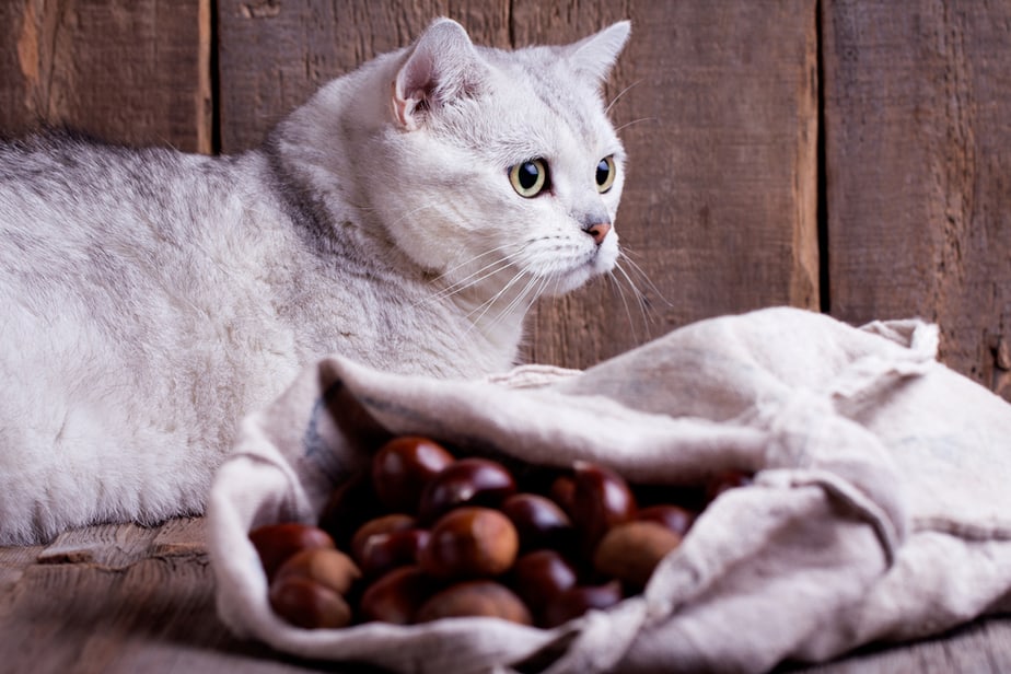 Can Cats Eat Chestnuts? Are They Nuts About This Tasty Treat?