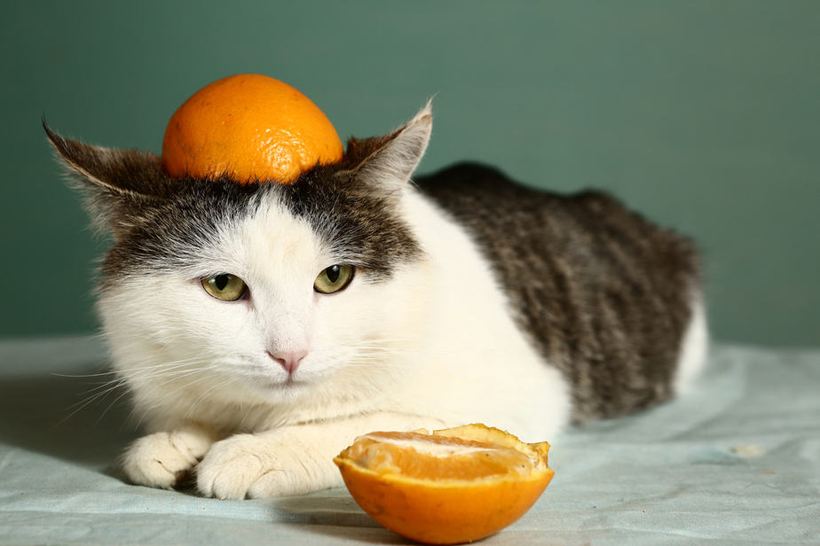 Can Cats Eat Tangerines? Should They Avoid Them By All Means?