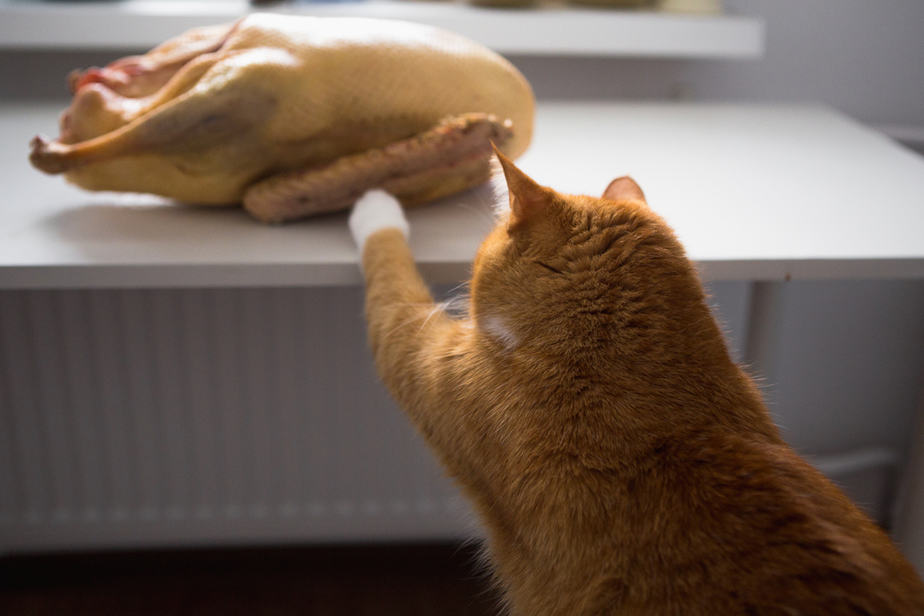 Kediler Ördek Yiyebilir mi? Yoksa Kedinizin Şansı Yok mu?