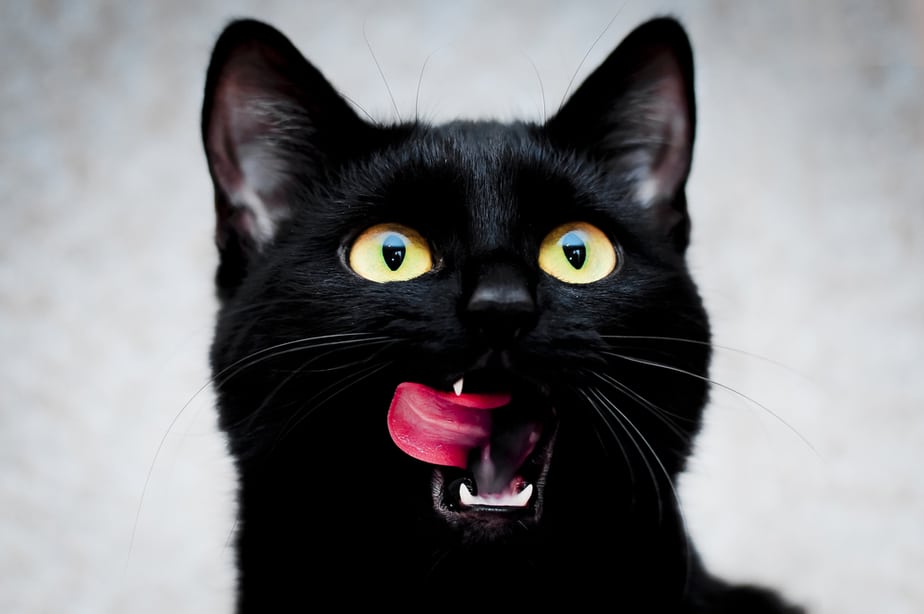 Kediler Siyah Fasulye Yiyebilir mi? Bu Yiyecek Onun İçin İyi mi?