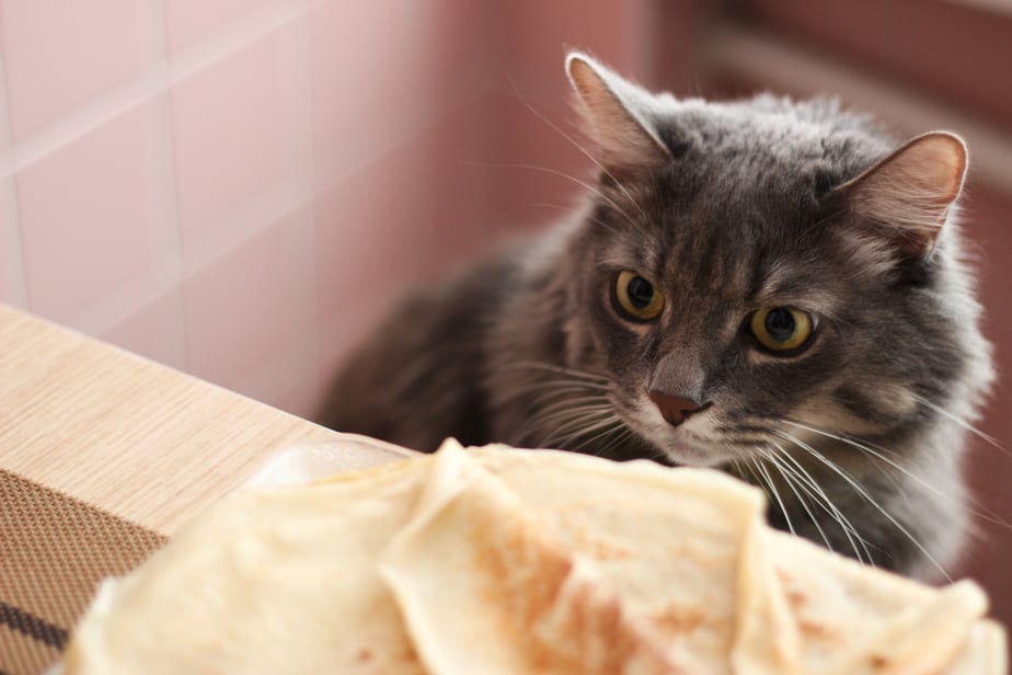 Can Cats Eat Pancakes? Is It Good For Their Sake?