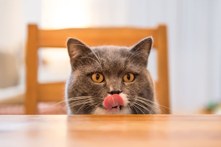 Kediler Spam Yiyebilir mi? Başparmak Yukarı mı Aşağı mı?