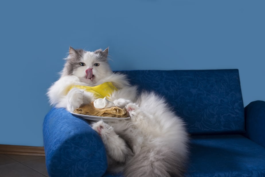 Can Cats Eat Pancakes? Is It Good For Their Sake?