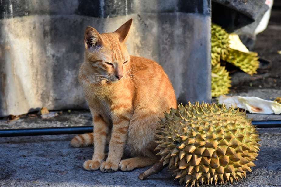 Kediler Durian Yiyebilir mi? Seçici Yiyeniniz İçin Çok mu Kokuyor?