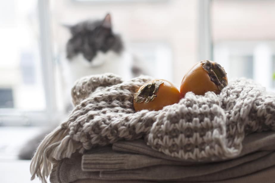 Can Cats Eat Persimmons? Dos And Don'ts Of This Delicious Fruit
