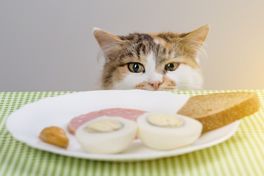 Kediler Bologna Yiyebilir mi? Kemirmesi Güvenli mi?