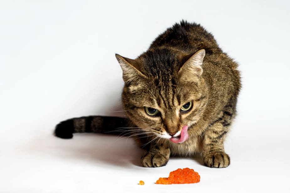 Can Cats Eat Caviar? Does This Food Lift Up Their Mood?