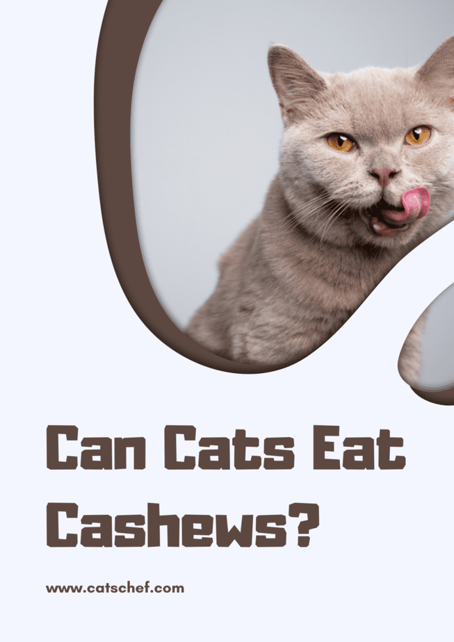 Kediler Kaju Fıstığı Yiyebilir mi?