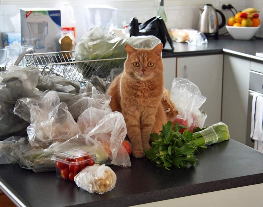 Can Cats Eat Cauliflower