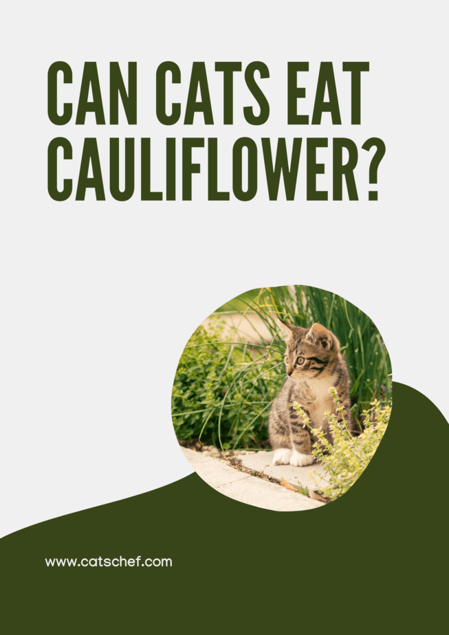 Can Cats Eat Cauliflower?