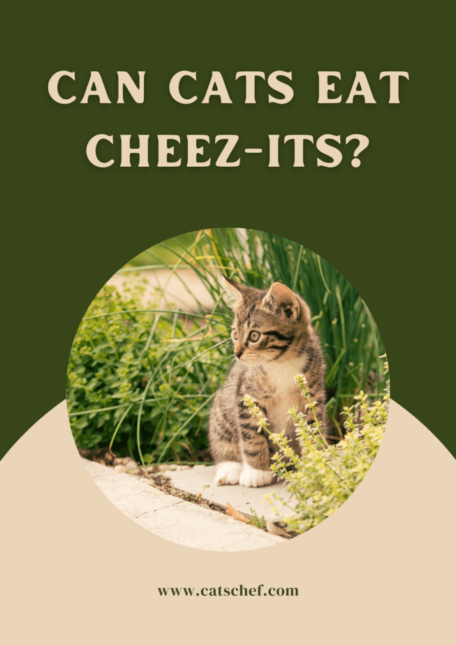 Kediler Cheez-Its Yiyebilir mi?