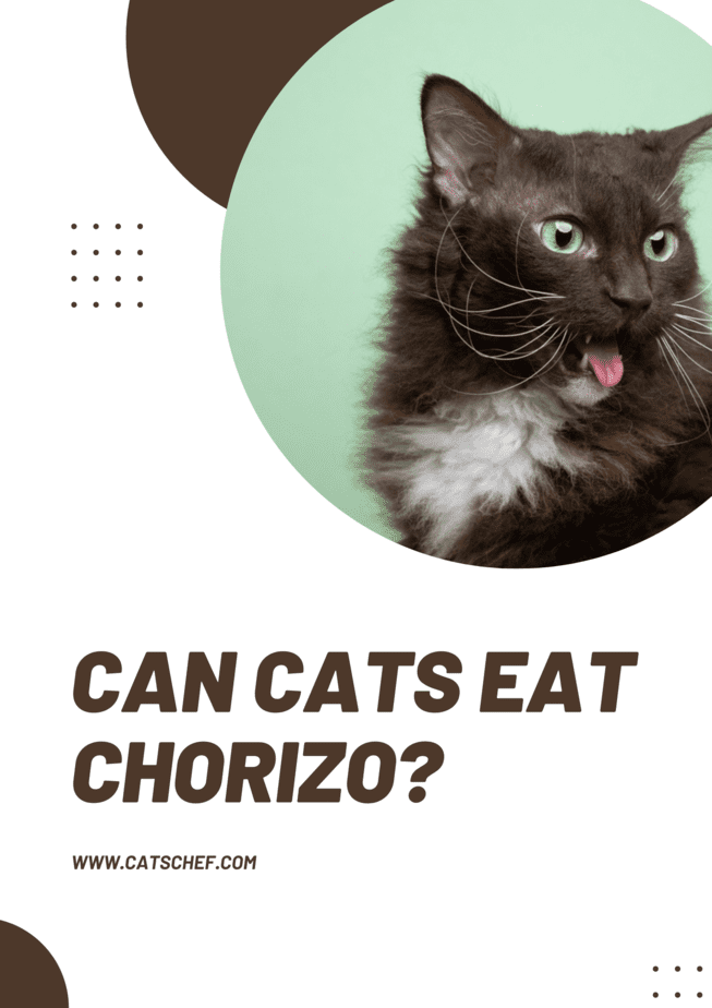Can Cats Eat Chorizo?