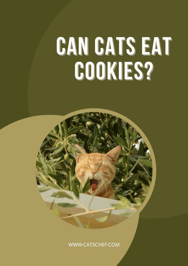 Can Cats Eat Cookies?
