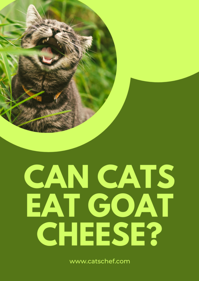 Can Cats Eat Goat Cheese? Here's What You Need To Know!