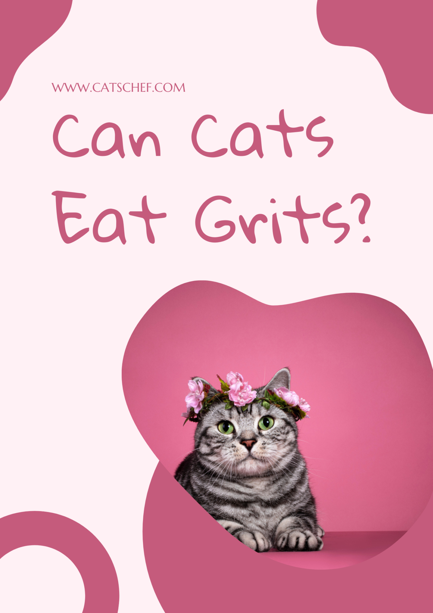 Grits For Cats? Vet Reveals The Risks! - xev6hrj