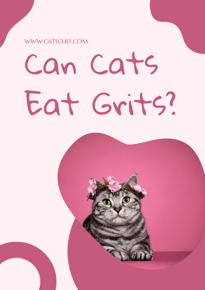 Kediler Grits Yiyebilir mi?
