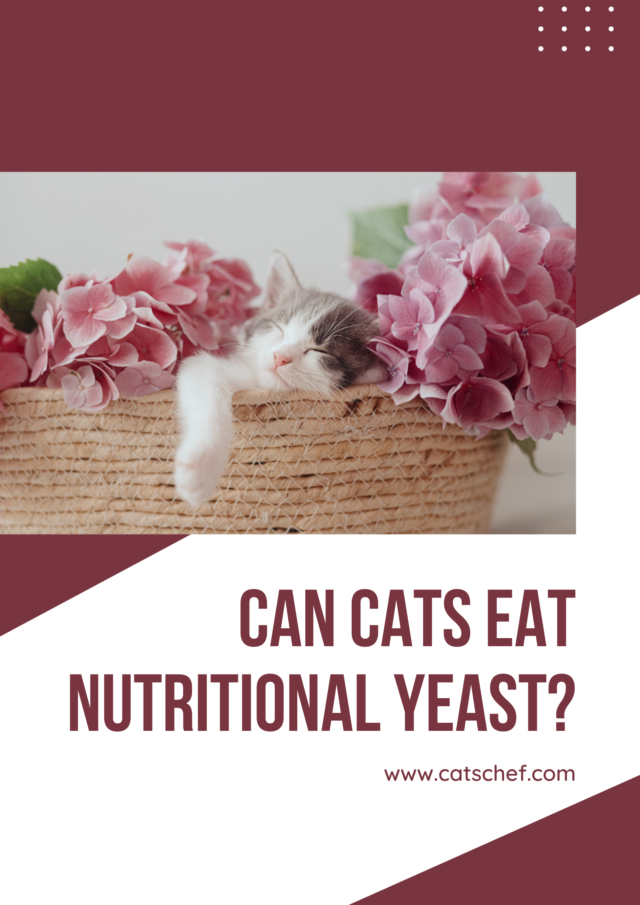Can Cats Eat Nutritional Yeast? Is It Safe For Her To Feast?