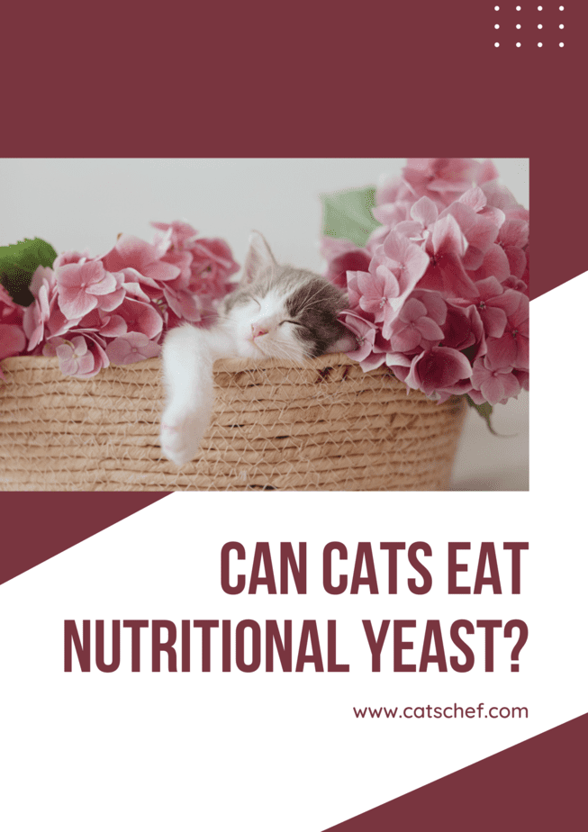 Can Cats Eat Nutritional Yeast?