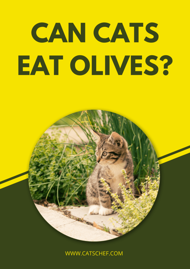 Can Cats Eat Olives?