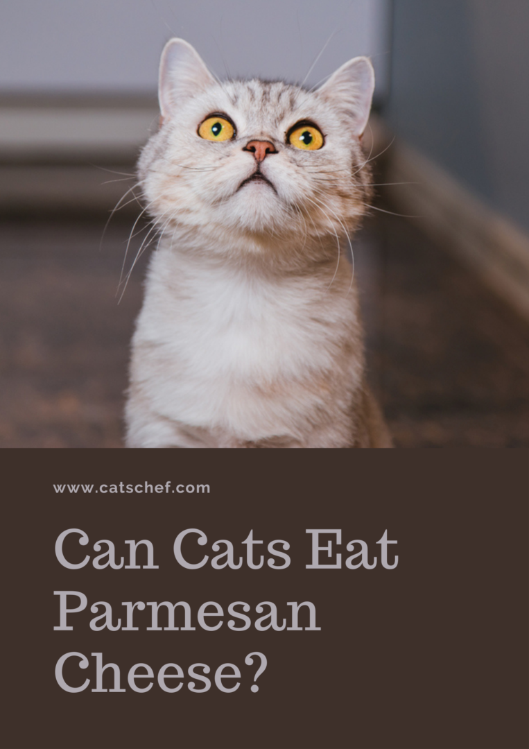 Can Cats Eat Parmesan Cheese? What Are The Risks?