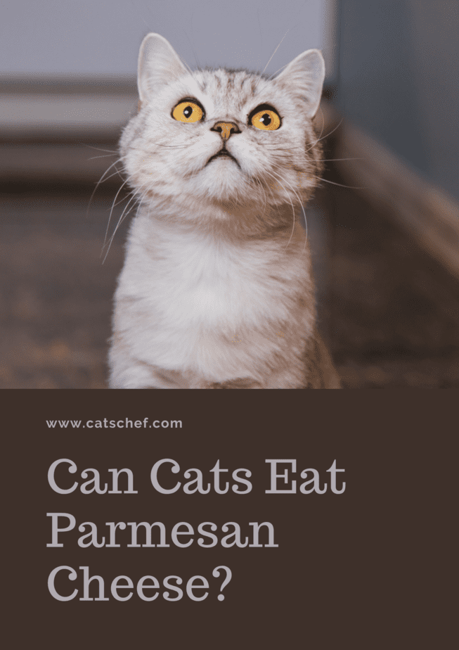Kediler Parmesan Peyniri Yiyebilir mi?