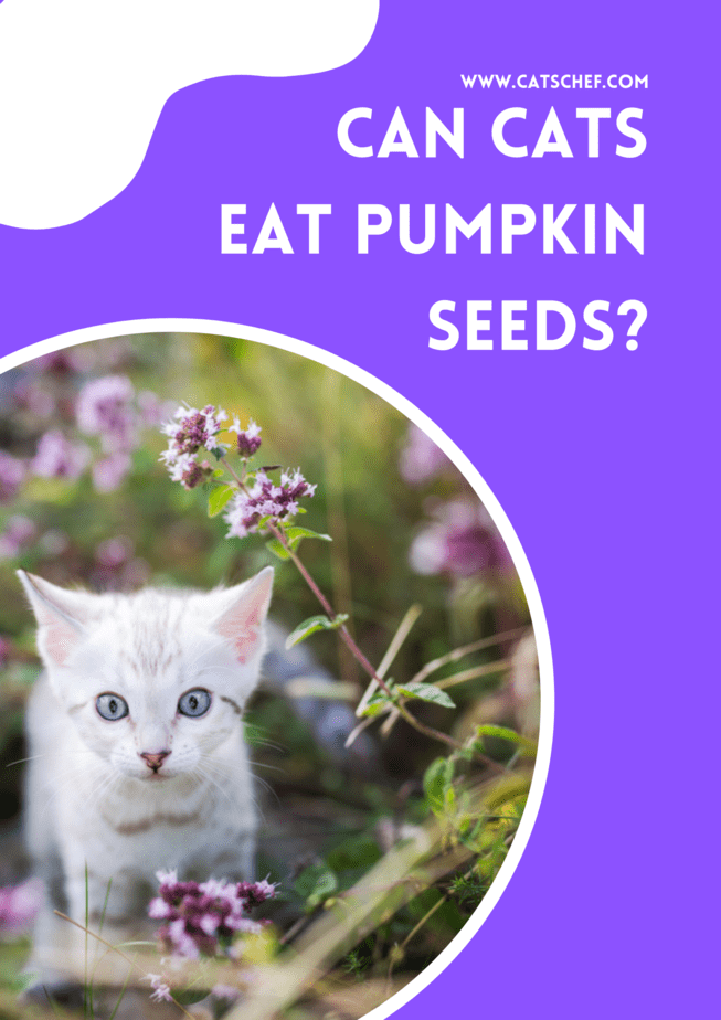 Can Cats Eat Pumpkin Seeds?