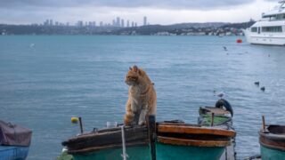 Can Cats Eat Shrimp? Is This Something She Should Skimp?