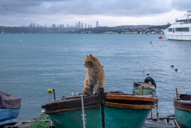 Can Cats Eat Shrimp