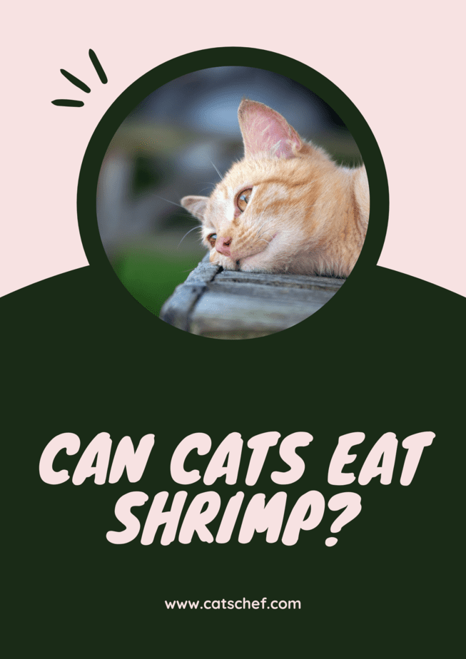 Can Cats Eat Shrimp?